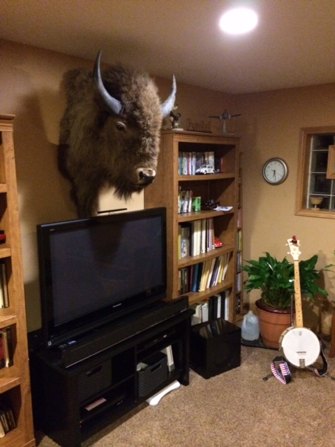 Elvis the Buffalo at home