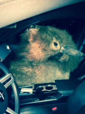 Elvis likes my Mustang